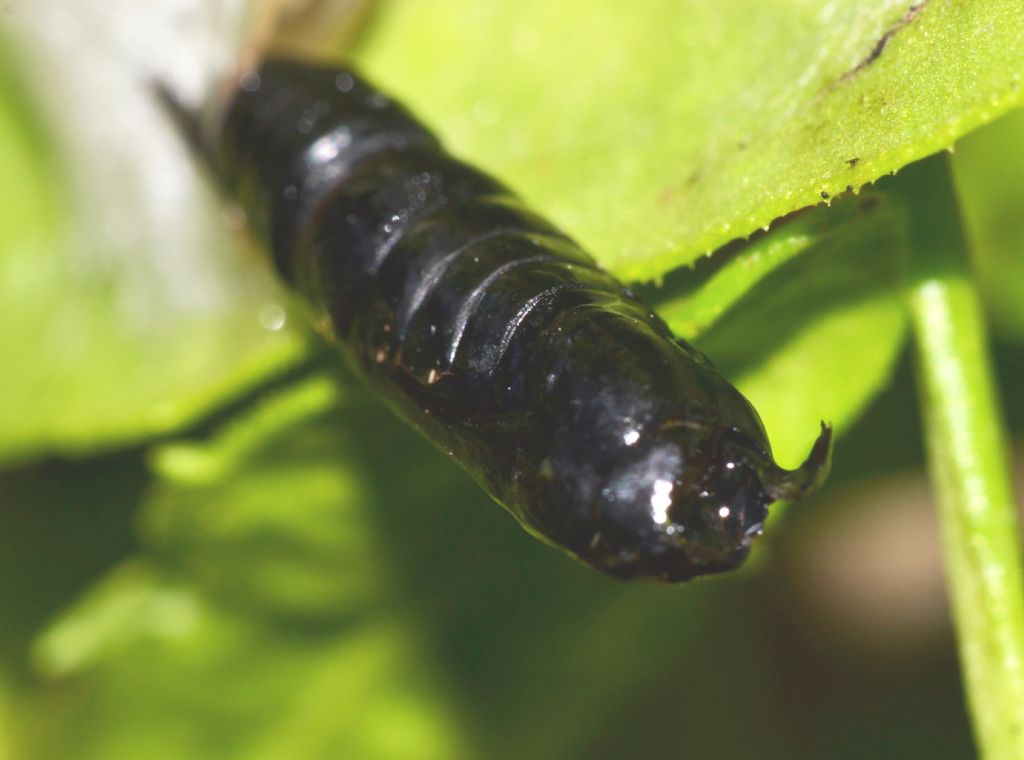 Ichneumonidae da identificare (156)